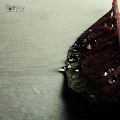 While Sun Ends : Exile While Sun Ends : Exile